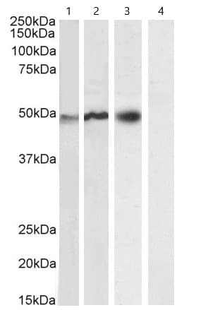 Anti-NCF1/p47-phox antibody(AB795)
