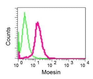 Anti-Moesin antibody [EPR2429(2)] - BSA and Azide free(AB249530)