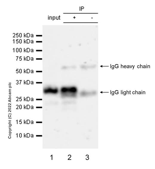 Bcl10 Antibody Ep605y Bsa And Azide Free Ab189218  Immunoprecipitation Img407640