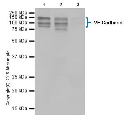 Anti-VE Cadherin antibody [EPR18229] - BSA and Azide free(AB232515)