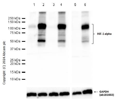 Anti-HIF-1 alpha antibody [EPR16897](AB179483)