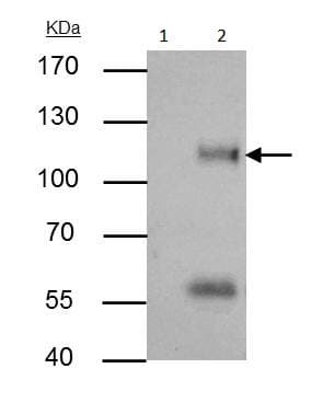 Anti-ATG9A antibody - C-terminal(AB229334)