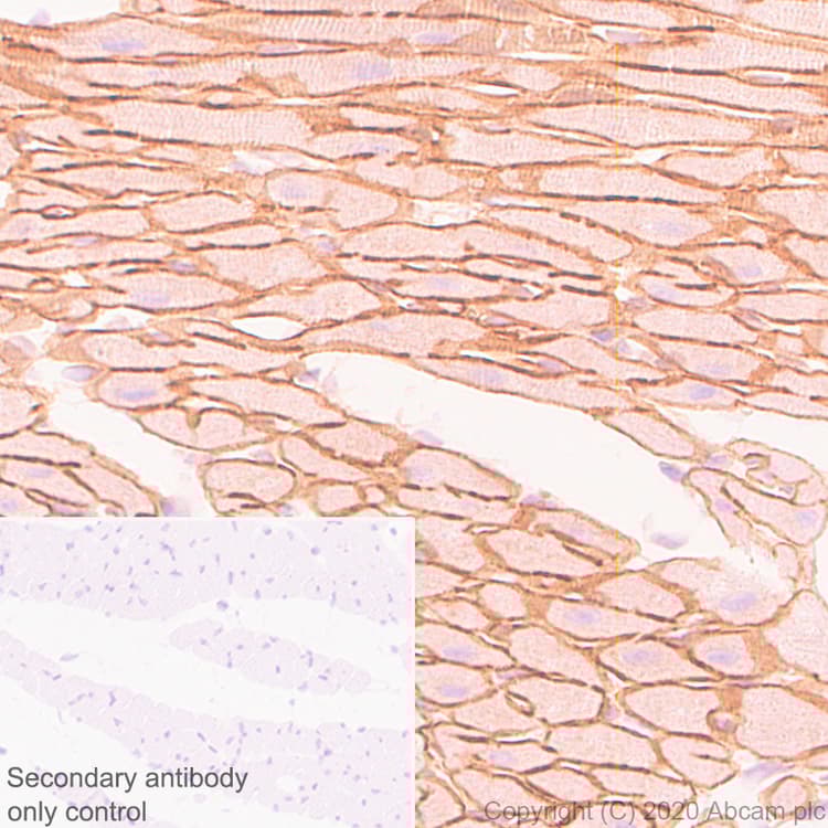 Anti-Dystrophin antibody [EPR23336-129](AB275391)