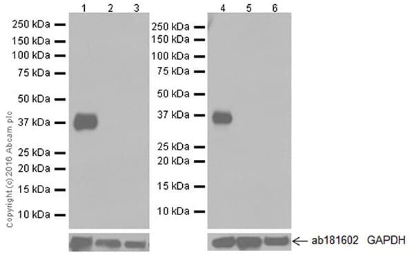 Anti-HuD + HuC antibody [EPR19098](AB184267)
