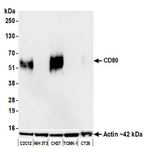 Anti-CD80 antibody [BLR237K] - BSA free(AB314098)
