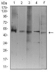 Atg3 Antibody 7a1d1 Ab233560  Western Blot Img115193