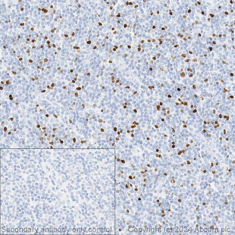 Anti-FOXP3 antibody [236A/E7] - BSA and Azide free(AB96048)
