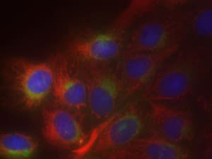 Golgi/ER Staining Kit - Cytopainter(AB139485)