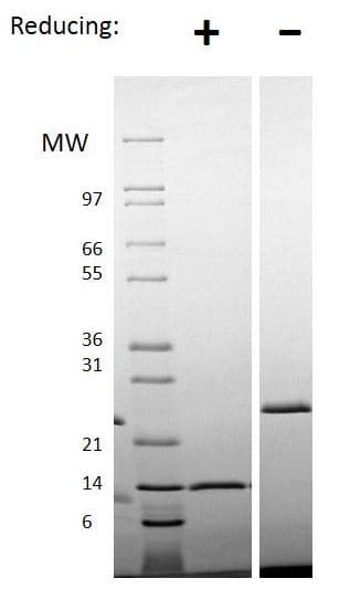 Recombinant human/mouse/rat Activin A protein(AB151687)