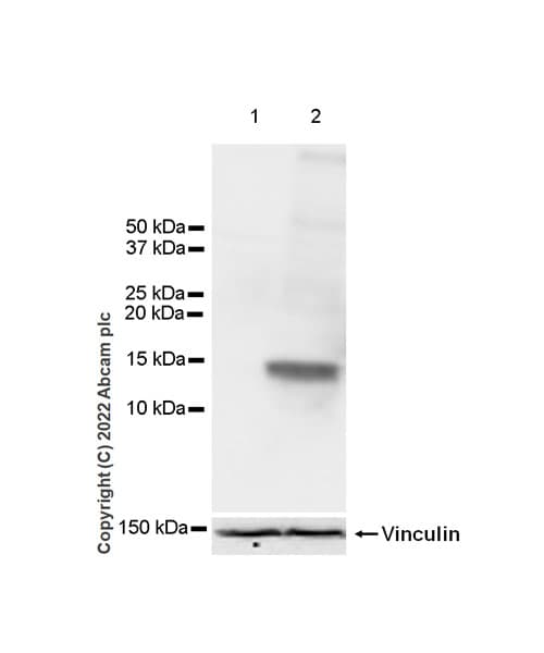 Anti-XCL1+XCL2 antibody [EPR26181-30] (BSA and Azide free)(AB302523)