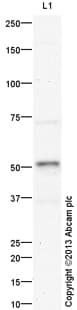 Anti-Caspase-1 antibody(AB138483)