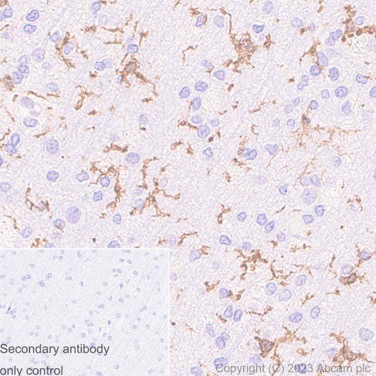 Anti-TMEM119 antibody [RM1075] - BSA and Azide free(AB314915)