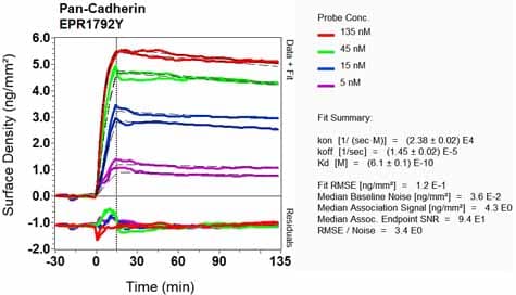 Anti-pan Cadherin antibody [EPR1792Y] - Intercellular Junction Marker(AB51034)