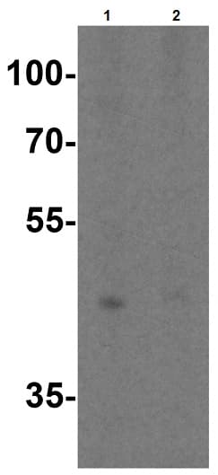 Anti-TIM 4 antibody(AB47637)