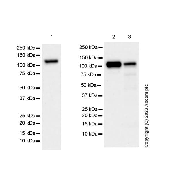 Tacc3 Antibody Epr7756 Bsa And Azide Free Ab224525  Western Blot Img435941