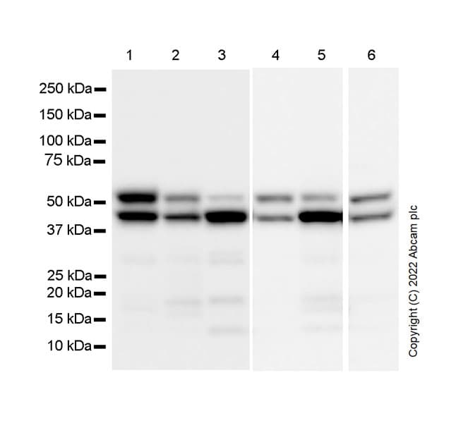 Hnrnp H Antibody Epr25302 12 Bsa And Azide Free Ab289999  Western Blot Img166452