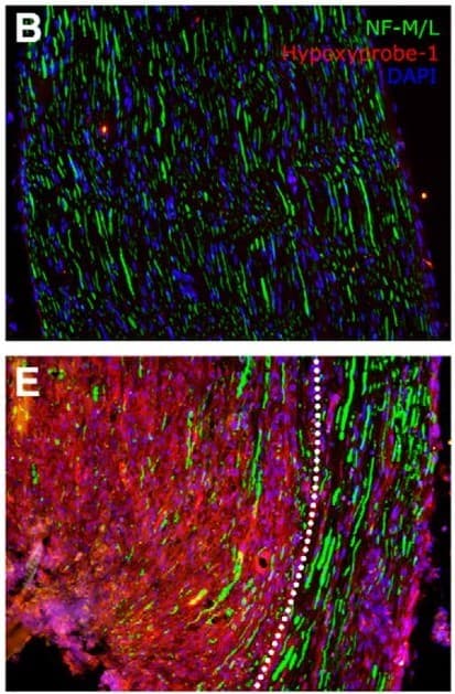 FITC Conjugation Kit - Lightning-Link®(AB102884)