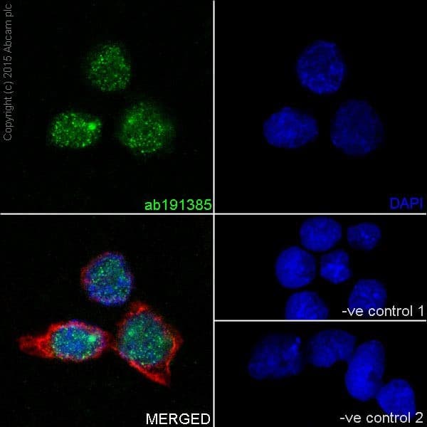 Anti-SIRT6 antibody [EPR18463](AB191385)