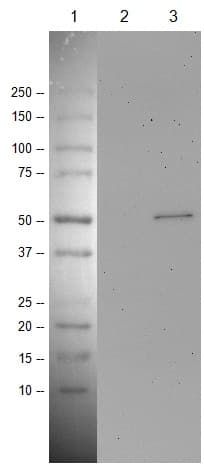 Anti-p53 antibody [PAb 240](AB26)