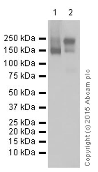 Anti-P Glycoprotein antibody [EPR10364-57](AB170904)