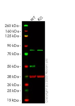 Anti-Transcription factor AP-2-alpha antibody [EPR2688(2)](AB108311)