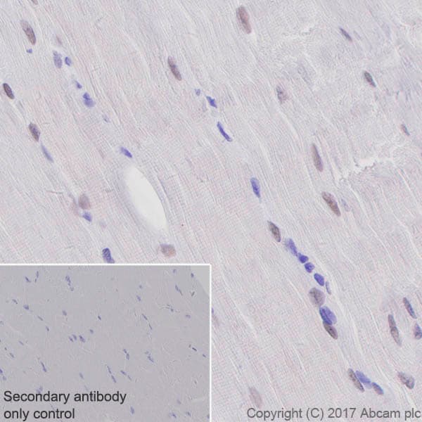 Tef1 Tead 1 Antibody Epr39672 Bsa And Azide Free Ab219647  Immunohistochemistry Formalin Pfa Fixed Paraffin Embedded Sections Img135181