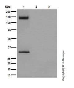 Pan Trk Antibody Epr17341 Ab181560 Western Blot Img8672