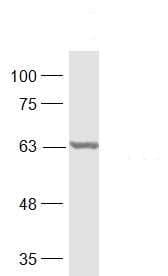 Anti-p63 antibody(AB216493)