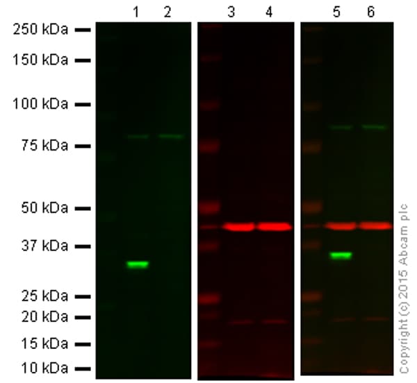Anti-Cdk2 antibody [E304](AB32147)