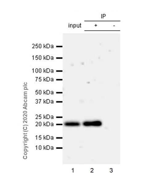 Anti-KRAS antibody [EPR23474-76](AB275876)