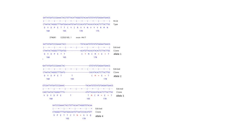 Human IFNGR1 knockout HEK-293 cell line(ab269471)