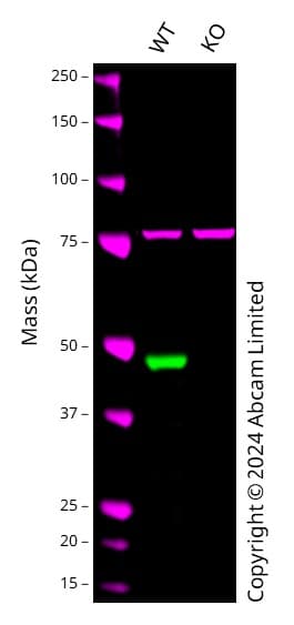 Anti-GATA1 antibody [EPR17362] - ChIP Grade(AB181544)