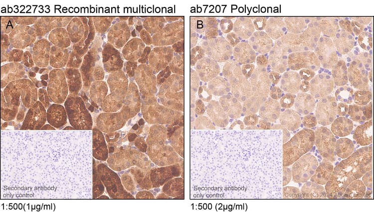 Anti-MIF antibody(AB7207)