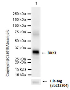 Dkk1 Antibody Epr4759 Ab109416  Western Blot Img37101