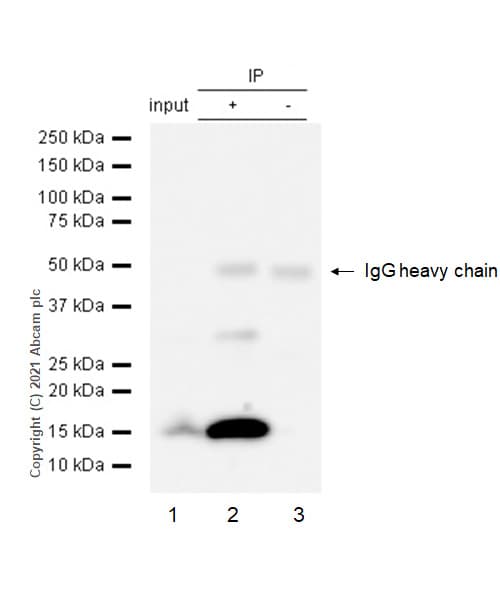 Anti-Prealbumin antibody [EPR2928(2)] - BSA and Azide free(AB248446)