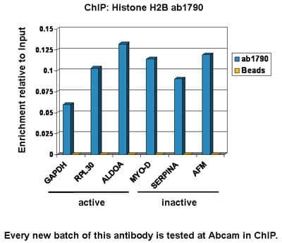 Anti-Histone H2B antibody - ChIP Grade(AB1790)