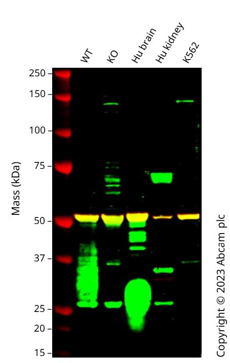 Anti-alpha Tubulin antibody [EP1332Y] - Microtubule Marker(AB52866)