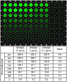 Anti-CPT1A antibody [8F6AE9](AB128568)