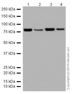 Anti-ABCD1/ALD antibody [EPR15929](AB197013)