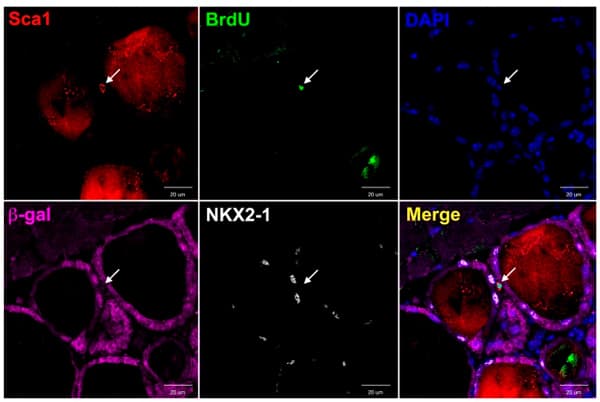 Anti-beta Galactosidase antibody(AB9361)