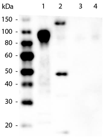 Biotin Anti-6X His tag® antibody [33D10.D2](AB106261)