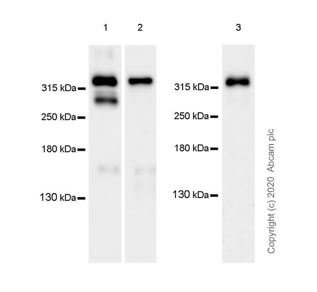 Anti-NG2 antibody [EPR23976-145] - BSA and Azide free(AB275038)