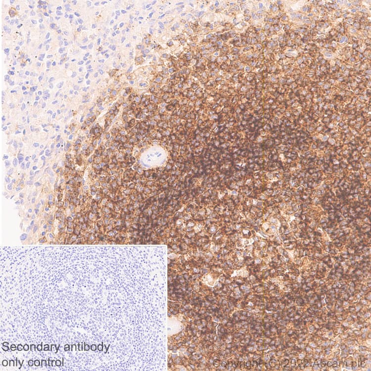 Anti-CD37 antibody [EPR25397-149] (BSA and Azide free)(AB300412)