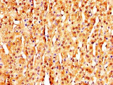 Bcg1 Antibody Ab236592  Immunohistochemistry Formalin Pfa Fixed Paraffin Embedded Sections Img96696