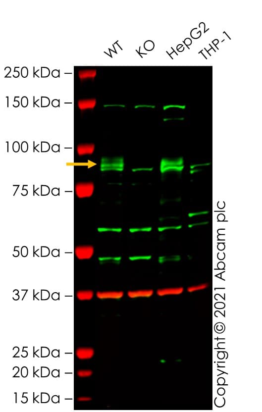 Ab288317  Western Blot Img167460