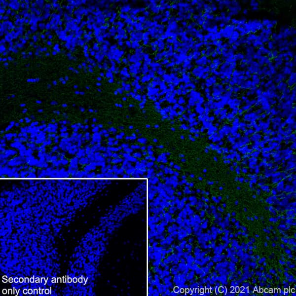 Myelin Plp Antibody Plpc 1 Ab9311  Immunohistochemistry Frozen Sections Img164978