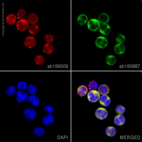 Alexa Fluor 647 Rel B Antibody Ep613y Ab199509  Immunocytochemistry Immunofluorescence Img13999