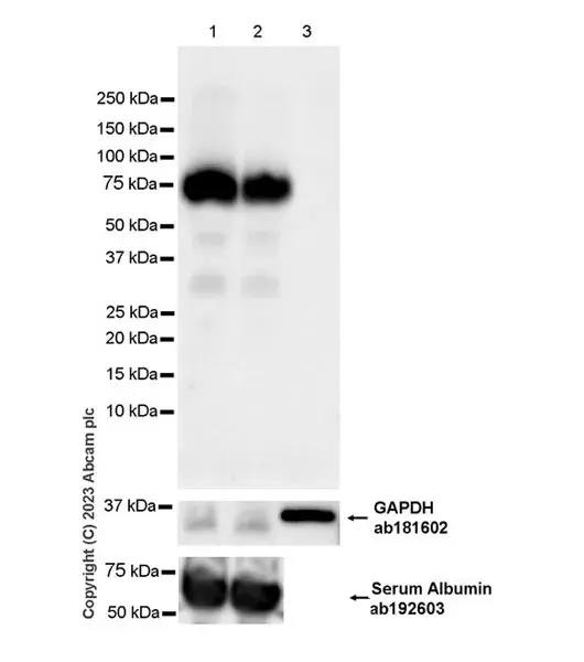 Anti-Albumin antibody [EPR12774](AB192603)