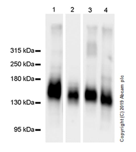 Anti-MUC2 antibody [EPR23479-47](AB272692)