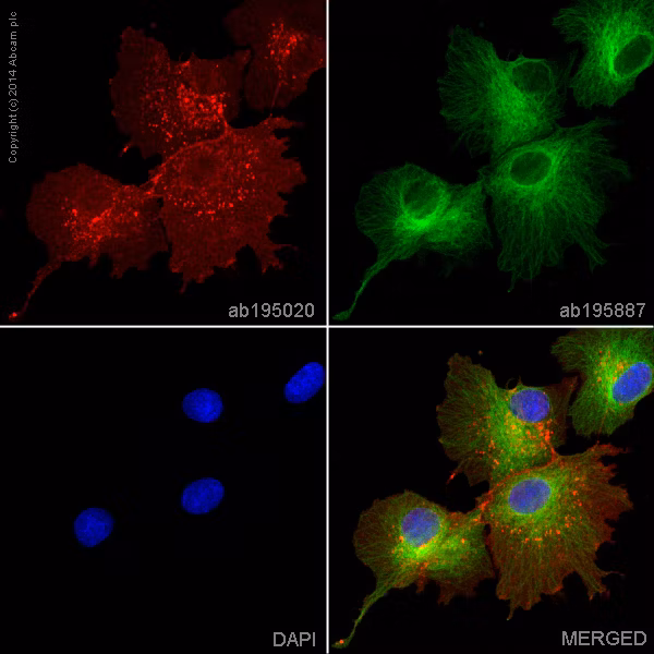 Alexa Fluor 647 Glucose Transporter Glut1 Antibody Epr3915 Ab195020 Immunocytochemistry Immunofluorescence Img93756